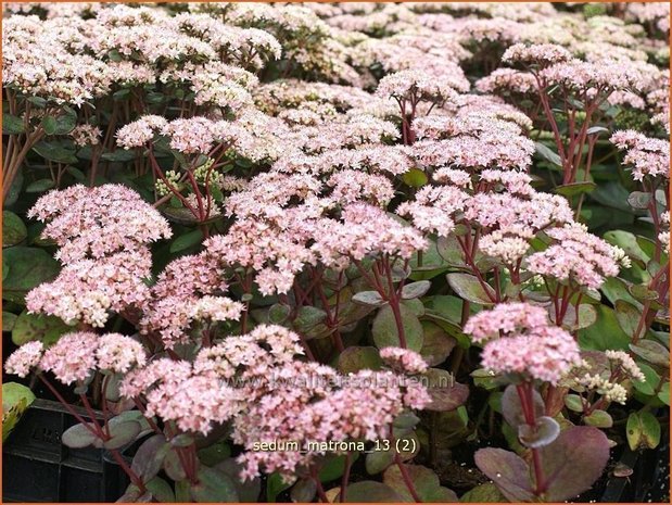 Sedum 'Matrona' | Hemelsleutel, Vetkruid | Fettblatt