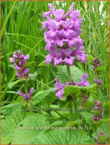 Stachys grandiflora 'Superba' | Andoorn | Gro&szlig;bl&uuml;tiger Ziest