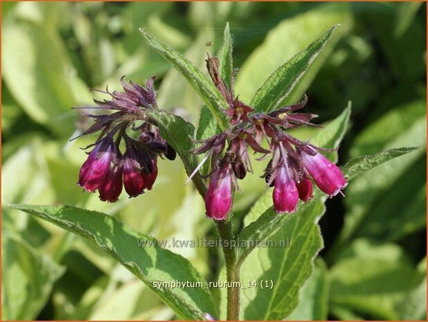 Symphytum rubrum | Smeerwortel | Rotblühender Beinwell