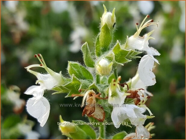 Teucrium chamaedrys 'Album' | Gamander | Echter Gamander