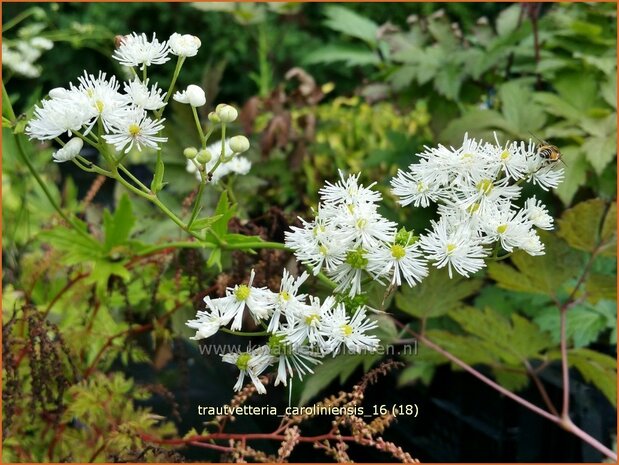 Trautvetteria caroliniensis | Waldraute