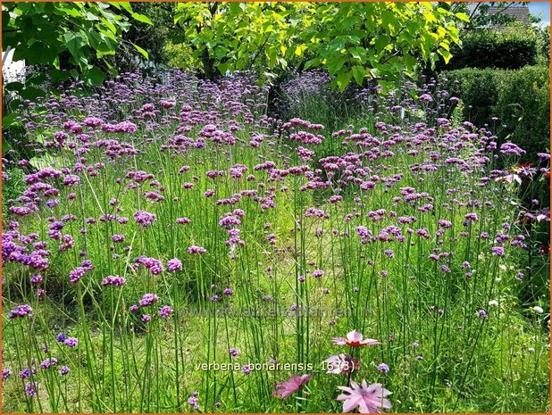 Verbena bonariensis | IJzerhard | Hohes Eisenkraut