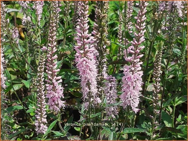 Veronica longifolia 'Pink Damask' | Lange ereprijs, Ereprijs | Langbl&auml;ttriger Ehrenpreis