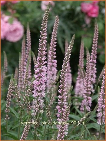 Veronica longifolia 'Pink Damask' | Lange ereprijs, Ereprijs | Langbl&auml;ttriger Ehrenpreis