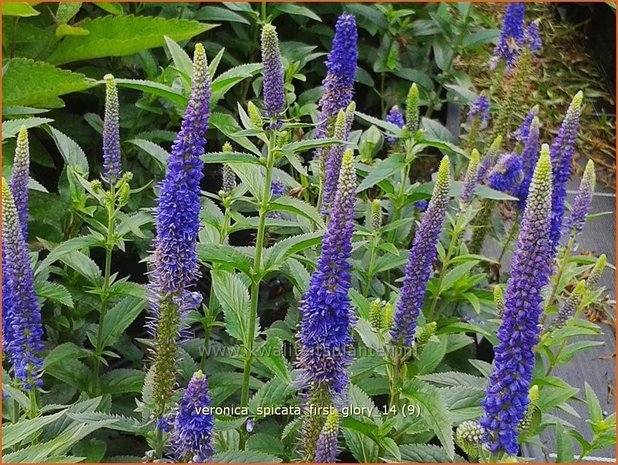Veronica spicata 'First Glory' | Aarereprijs, Ereprijs | &Auml;hren-Ehrenpreis