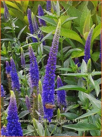 Veronica spicata 'First Glory' | Aarereprijs, Ereprijs | &Auml;hren-Ehrenpreis