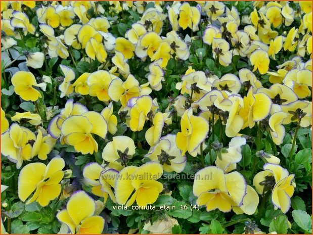 Viola cornuta 'Etain' | Hoornviooltje, Viooltje | Hornveilchen