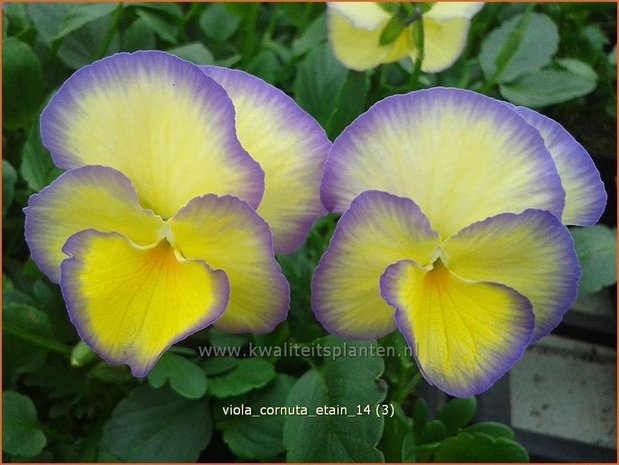 Viola cornuta 'Etain' | Hoornviooltje, Viooltje | Hornveilchen