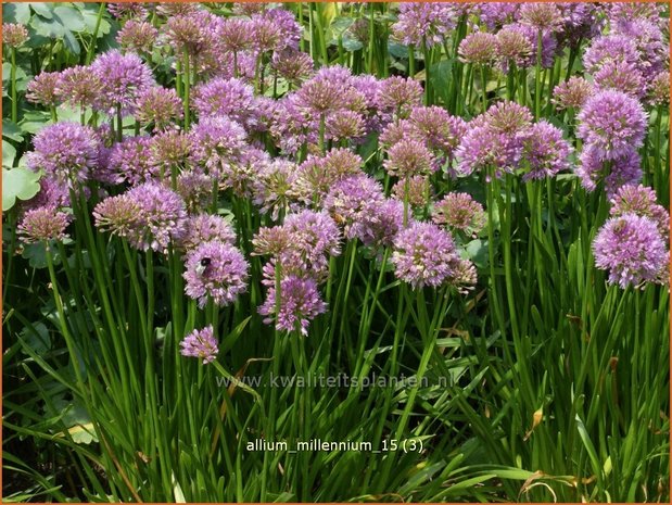 Allium 'Millenium' | Sierui, Look | Lauch