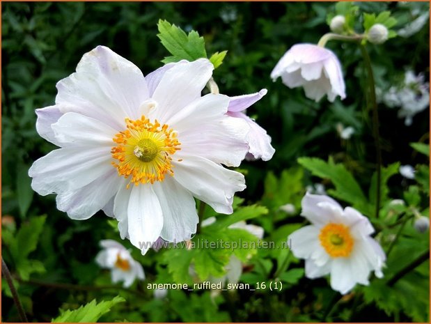 Anemone 'Ruffled Swan' | Anemoon | Anemone