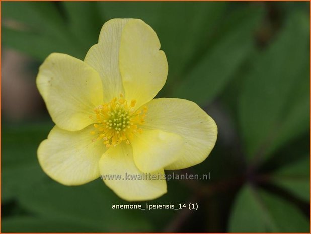 Anemone x lipsiensis | Bosanemoon, Anemoon | Busch-Windröschen