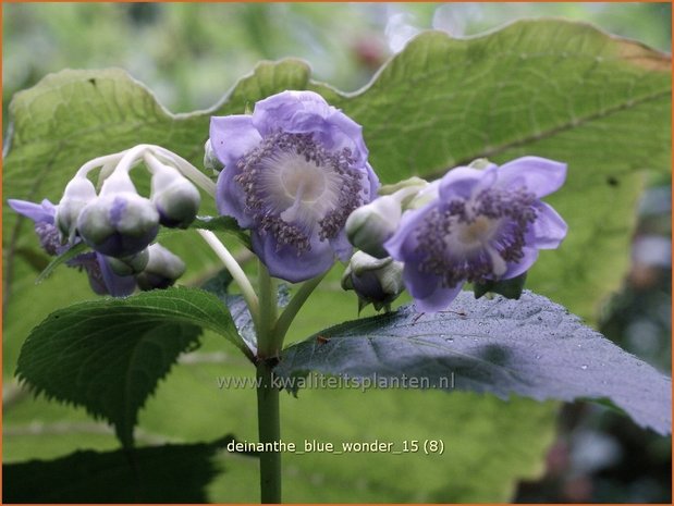 Deinanthe 'Blue Wonder' | Schijnhortensia | Blaubl&uuml;hende Scheinhortensie