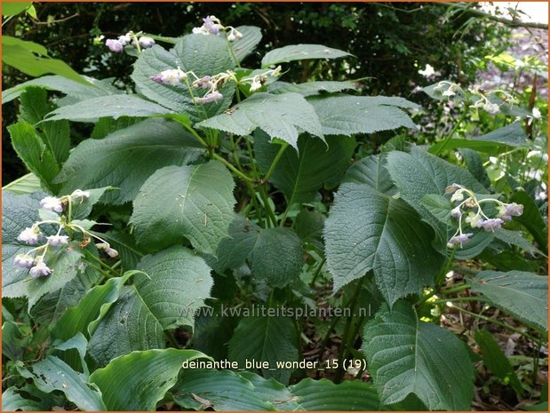 Deinanthe 'Blue Wonder' | Schijnhortensia | Blaubl&uuml;hende Scheinhortensie
