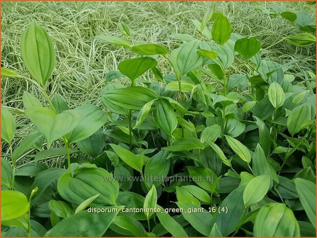 Disporum cantoniense 'Green Giant' | Feengl&ouml;ckchen