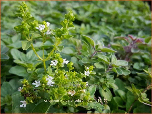 Origanum vulgare subsp. hirtum | Oregano, Marjolein, Majoraan | Borstiger Dost