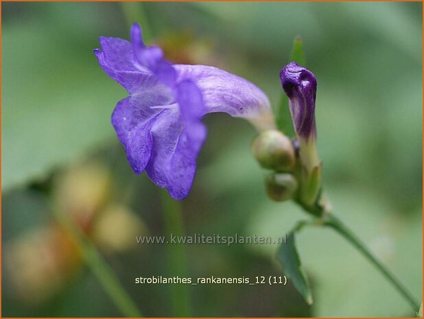 Strobilanthes rankanensis | Trompetkruid | Otternkopf