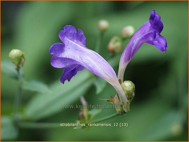 Strobilanthes rankanensis | Trompetkruid | Otternkopf