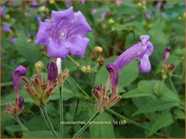 Strobilanthes rankanensis | Trompetkruid | Otternkopf