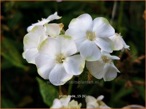 Phlox 'Jade' | Vlambloem, Flox, Floks