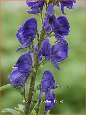 Aconitum napellus | Monnikskap