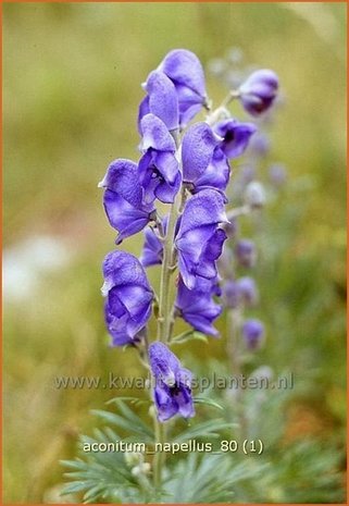 Aconitum napellus | Monnikskap
