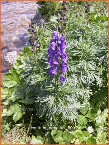 Aconitum napellus | Monnikskap