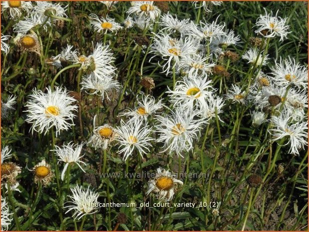 Leucanthemum 'Old Court Variety' | Margriet