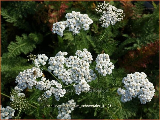 Achillea millefolium 'Schneetaler' | Duizendblad | Gew&ouml;hnliche Schafgarbe