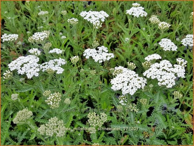 Achillea millefolium 'Schneetaler' | Duizendblad | Gew&ouml;hnliche Schafgarbe