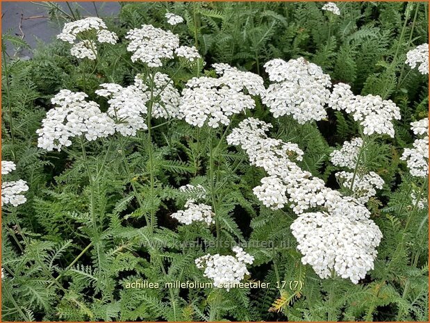 Achillea millefolium 'Schneetaler' | Duizendblad | Gew&ouml;hnliche Schafgarbe
