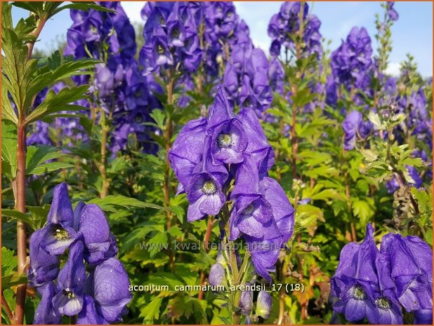 Aconitum cammarum 'Arendsii' | Monnikskap | Eisenhut