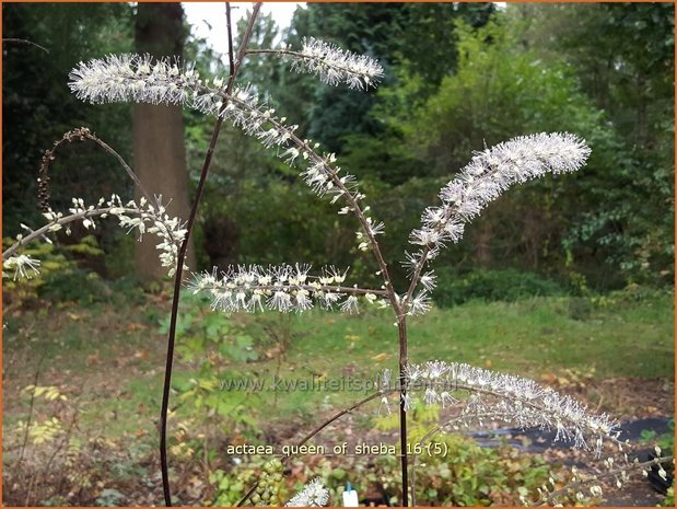 Actaea 'Queen of Sheba' | Zilverkaars, Oktoberkaars, Christoffelkruid | Oktober-Silberkerze