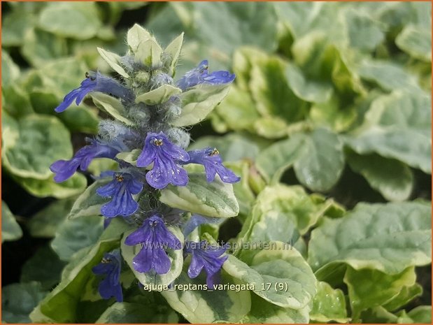 Ajuga reptans 'Variegata' | Zenegroen | Kriechender G&uuml;nsel
