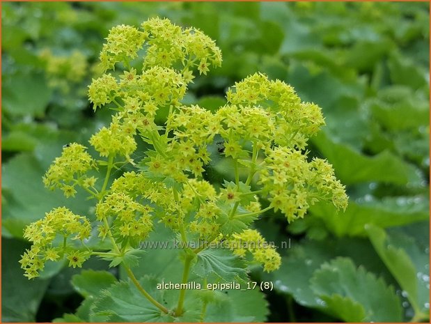 Alchemilla epipsila | Vrouwenmantel | Kahler Frauenmantel