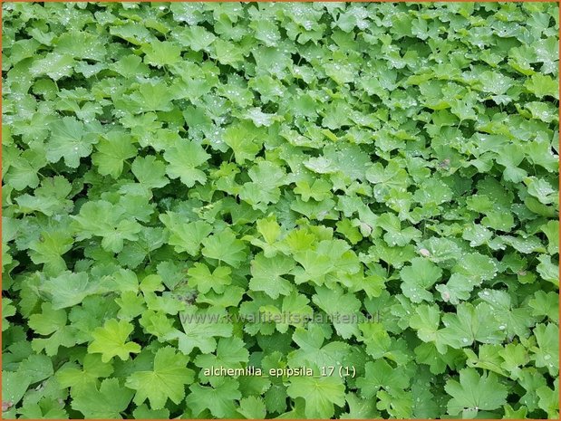 Alchemilla epipsila | Vrouwenmantel | Kahler Frauenmantel