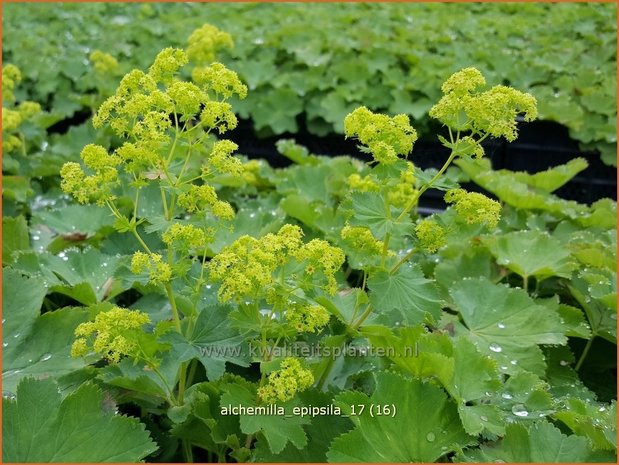 Alchemilla epipsila | Vrouwenmantel | Kahler Frauenmantel