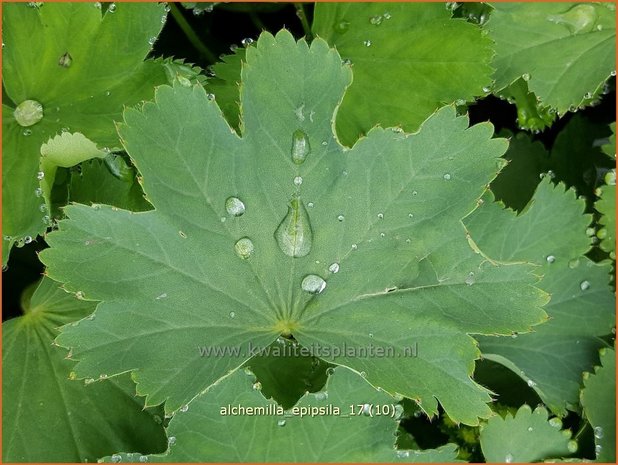 Alchemilla epipsila | Vrouwenmantel | Kahler Frauenmantel