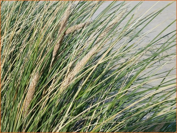 Ammophila arenaria | Helmgras (inlands), Helm | Gew&ouml;hnlicher Strandhafer | European Beach Grass