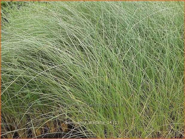 Ammophila arenaria | Helmgras (inlands), Helm | Gew&ouml;hnlicher Strandhafer | European Beach Grass