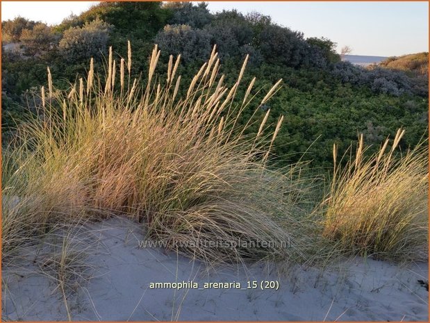 Ammophila arenaria | Helmgras (inlands), Helm | Gew&ouml;hnlicher Strandhafer | European Beach Grass