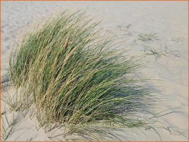 Ammophila arenaria | Helmgras (inlands), Helm | Gew&ouml;hnlicher Strandhafer | European Beach Grass