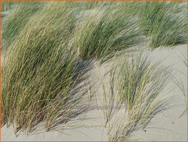 Ammophila arenaria | Helmgras (inlands), Helm | Gew&ouml;hnlicher Strandhafer | European Beach Grass