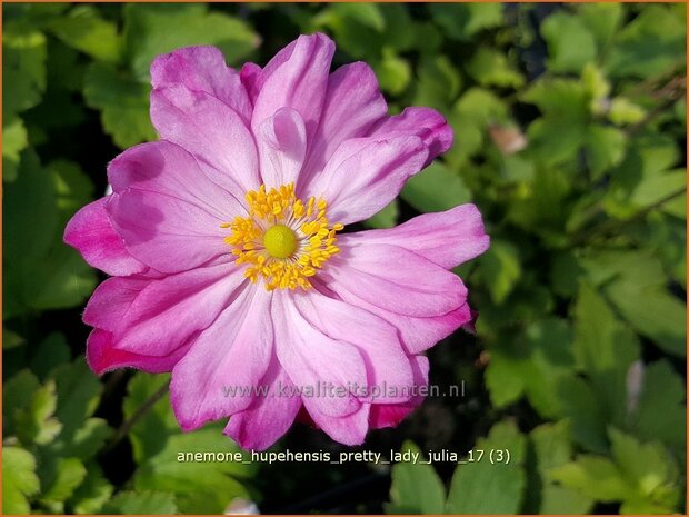 Anemone hupehensis 'Pretty Lady Julia' | Herfstanemoon, Japanse anemoon, Anemoon | Herbstanemone