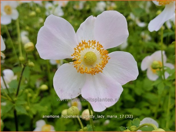 Anemone hupehensis 'Pretty Lady Maria' | Herfstanemoon, Japanse anemoon, Anemoon | Herbstanemone
