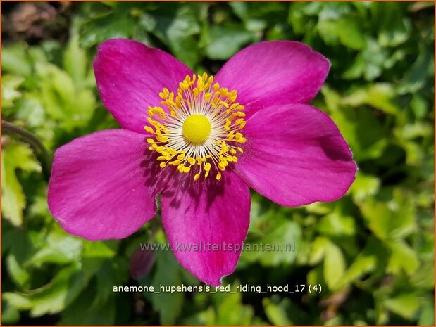 Anemone hupehensis 'Red Riding Hood' | Herfstanemoon, Japanse anemoon, Anemoon | Herbstanemone