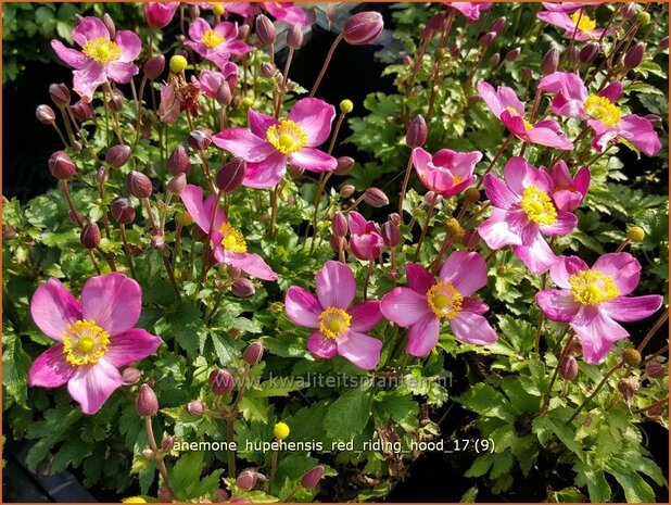 Anemone hupehensis 'Red Riding Hood' | Herfstanemoon, Japanse anemoon, Anemoon | Herbstanemone