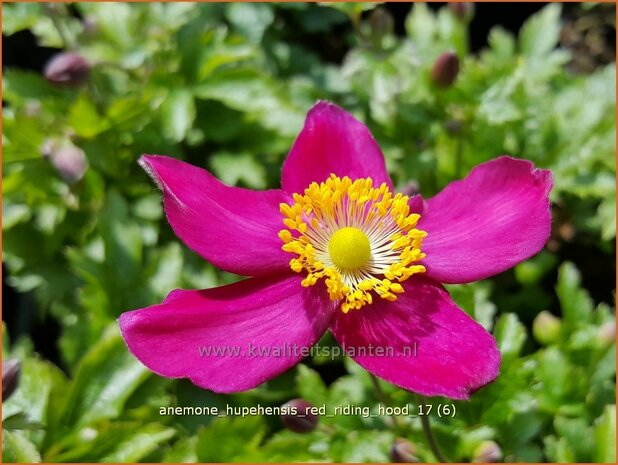 Anemone hupehensis 'Red Riding Hood' | Herfstanemoon, Japanse anemoon, Anemoon | Herbstanemone