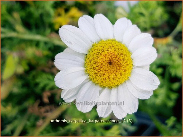 Anthemis carpatica 'Karpatenschnee' | Kamille | Weiße Kamille