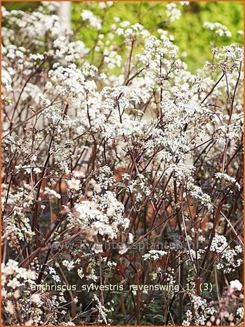 Anthriscus sylvestris 'Ravenswing' | Fluitekruid | Wiesenkerbel