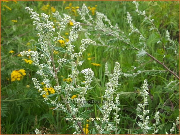 Artemisia vulgaris | Bijvoet, Alsem | Gewöhnlicher Beifuß